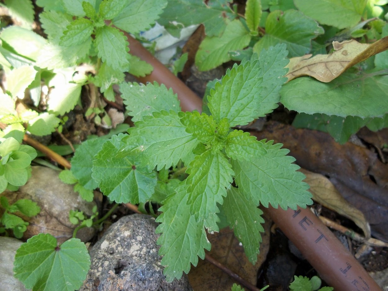 Лекарственные съедобные травы с детства