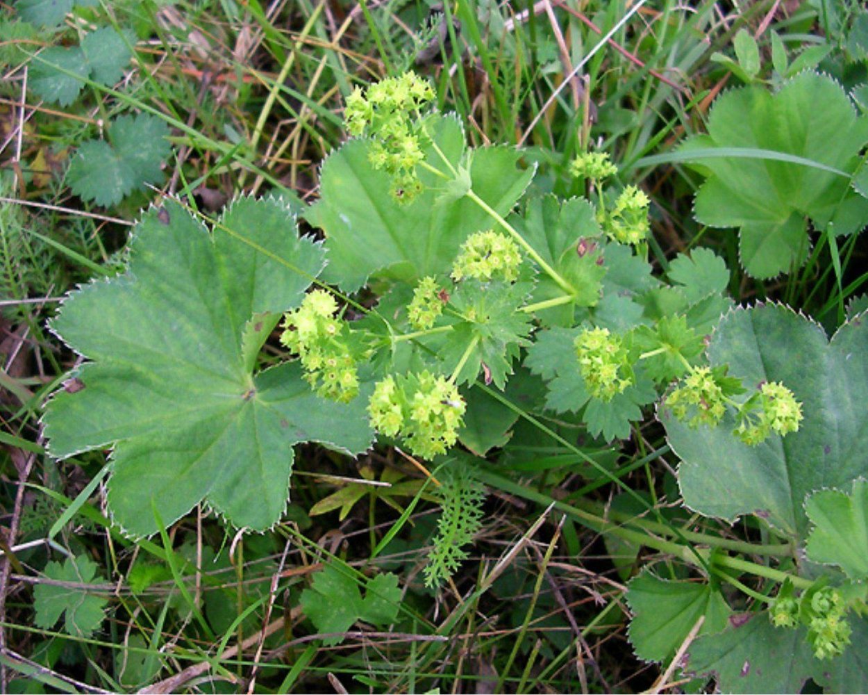 Манжетка Лесная