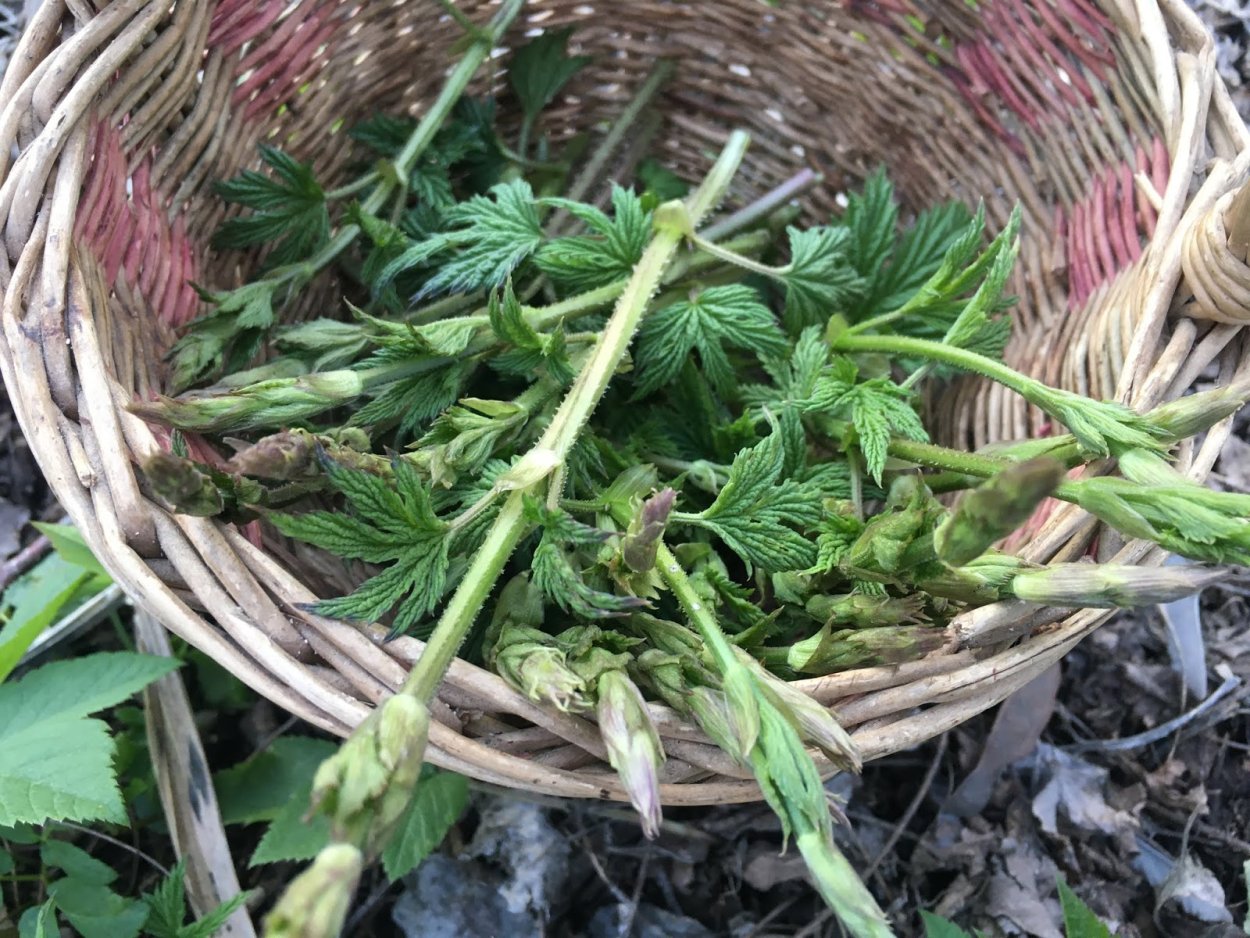 Съедобные дикоросы Сибири