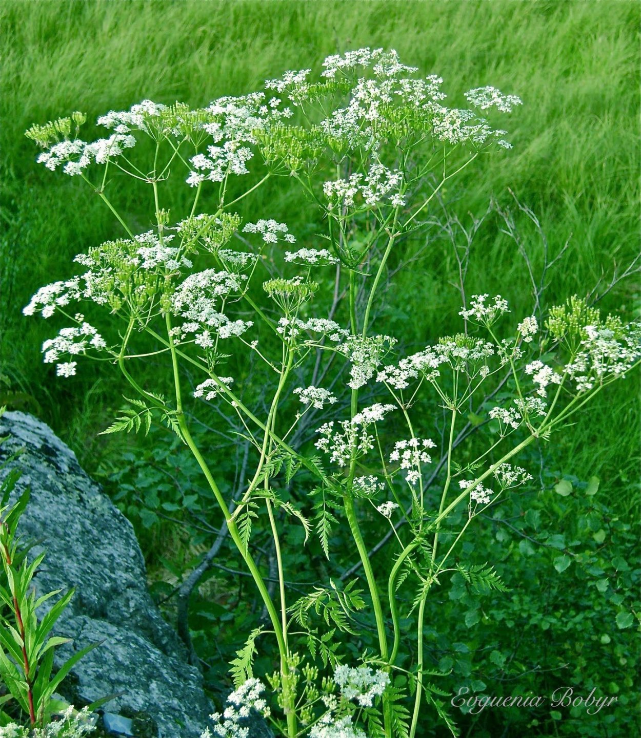 Бедренец анисовый