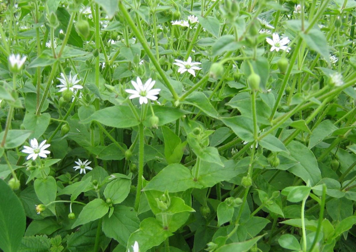 Алиса армянские травы съедобные