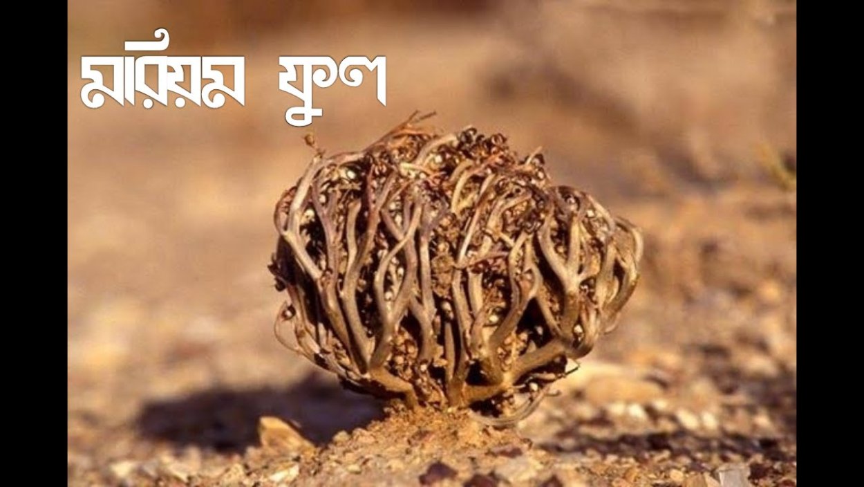 Иерихонская роза перекати-поле