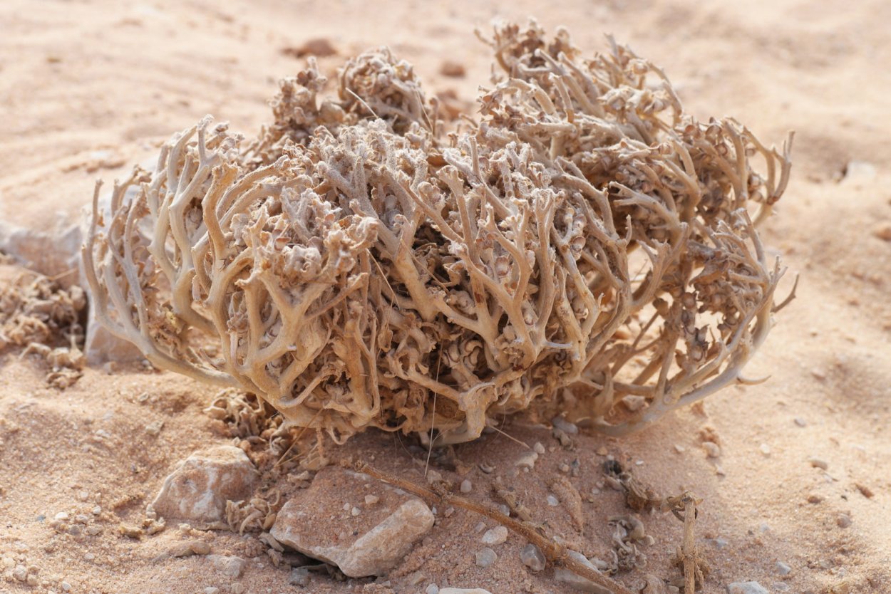 Иерихонская роза анастатика