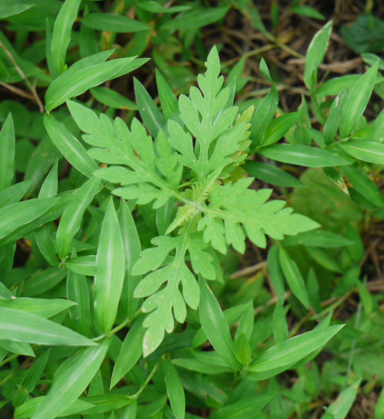 Травка съедобная