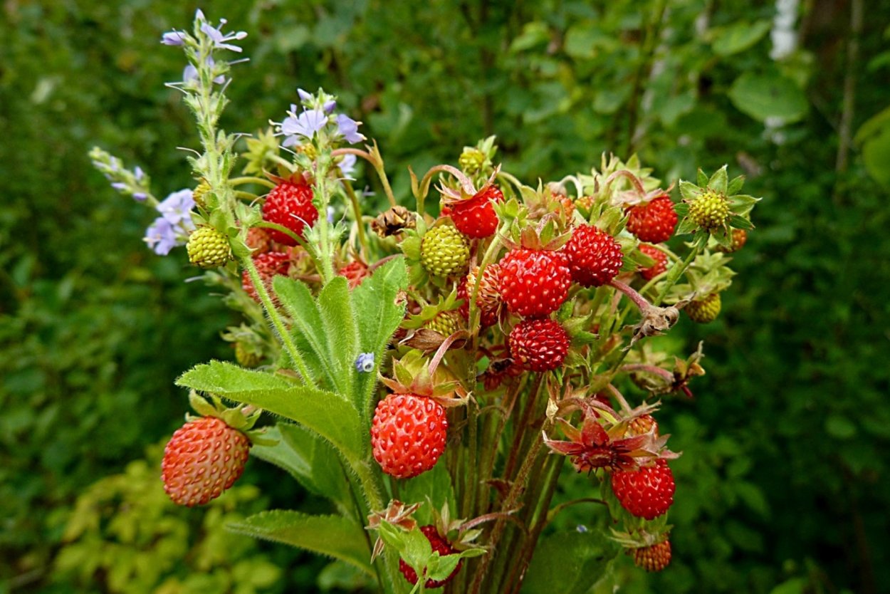 Сибирская земляника Лесная