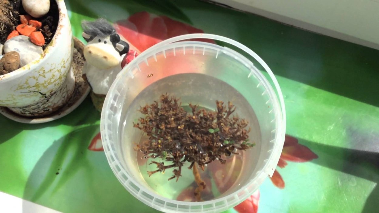 Каф Марьям цветок