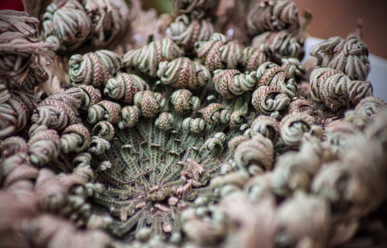 Selaginella lepidophylla
