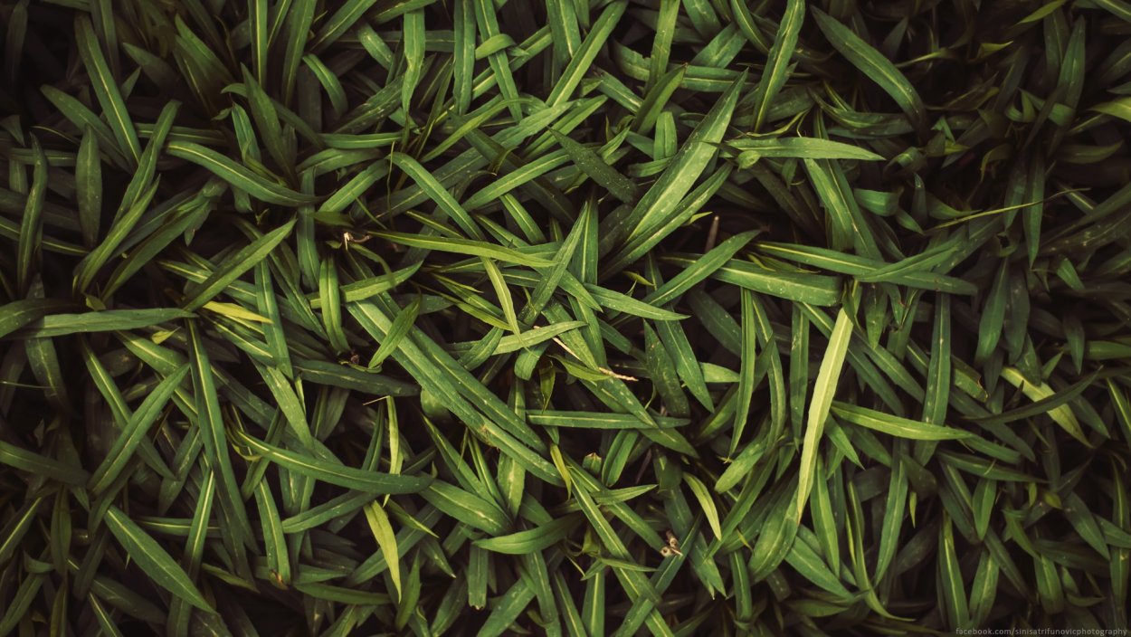 Зеленый чай листья