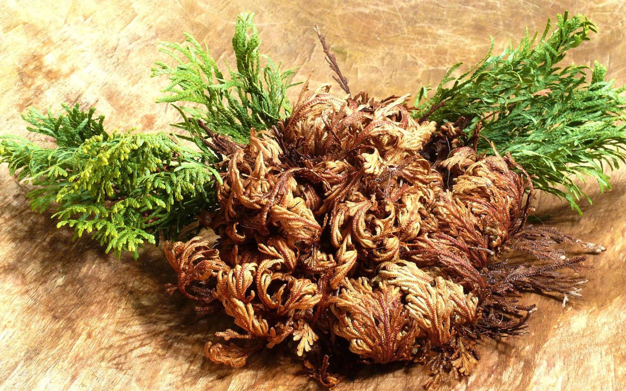 Роза Иерихона