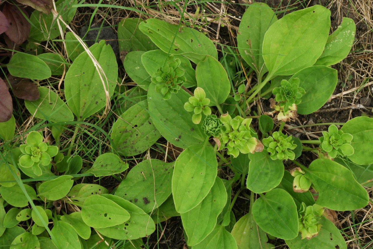 Plantago Major 'rosularis'