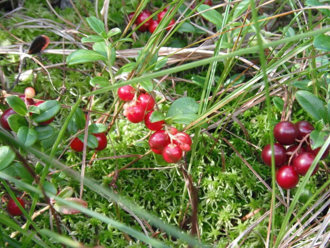 Лесные ягоды Урала