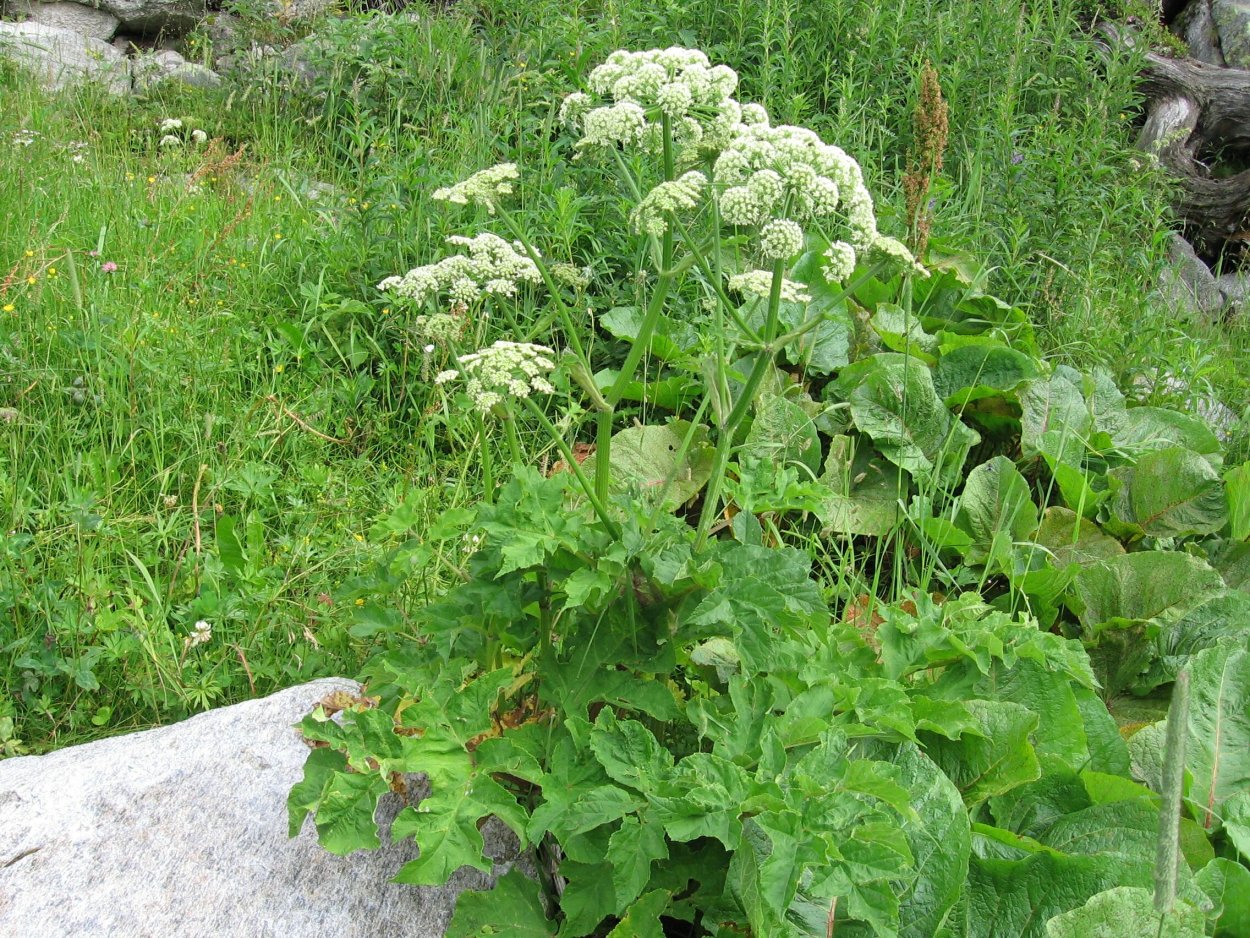 Лопуцик растение