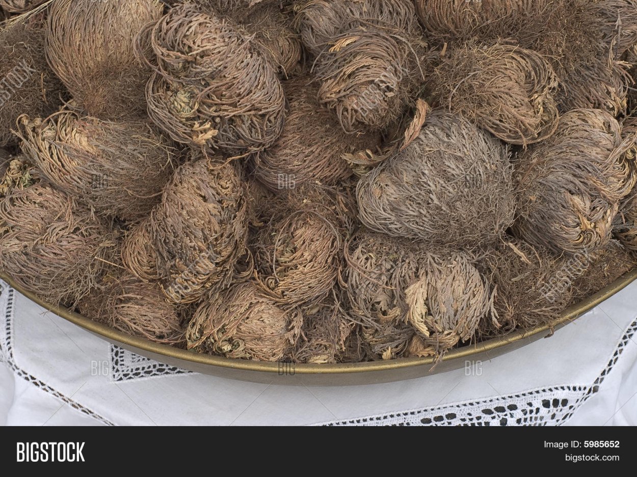 Трава каф Марьям