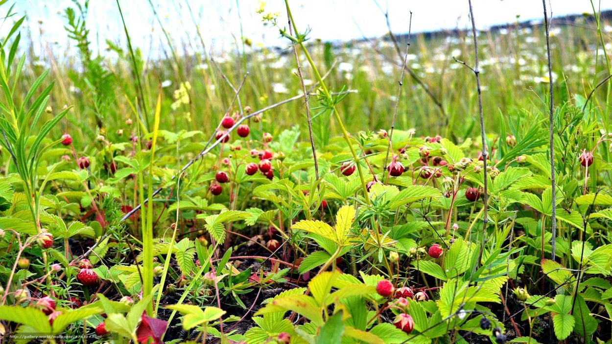 Клубника Лесная Полянка