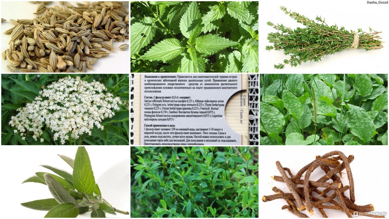 Растения для кашля