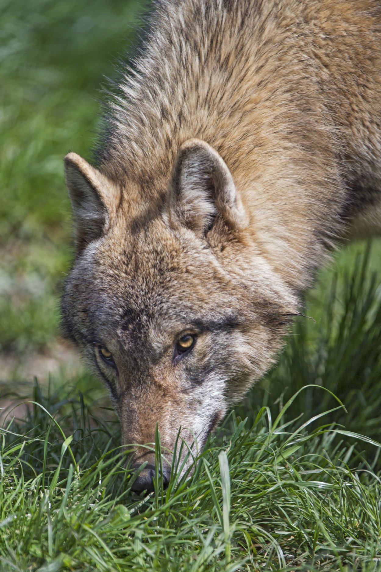 Волчья трава Якутия
