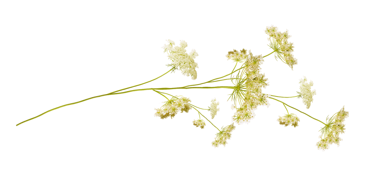 Полевые цветы без фона