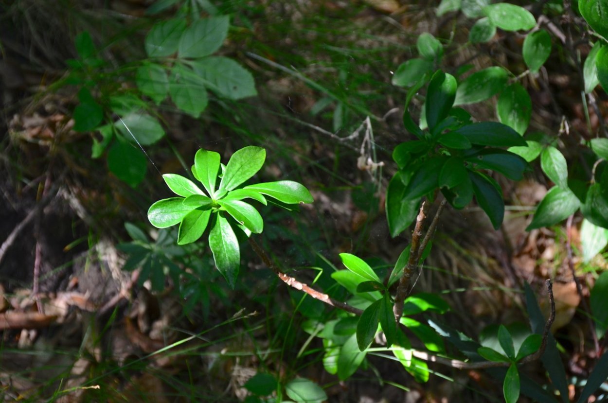Йеллоустонский национальный парк волки
