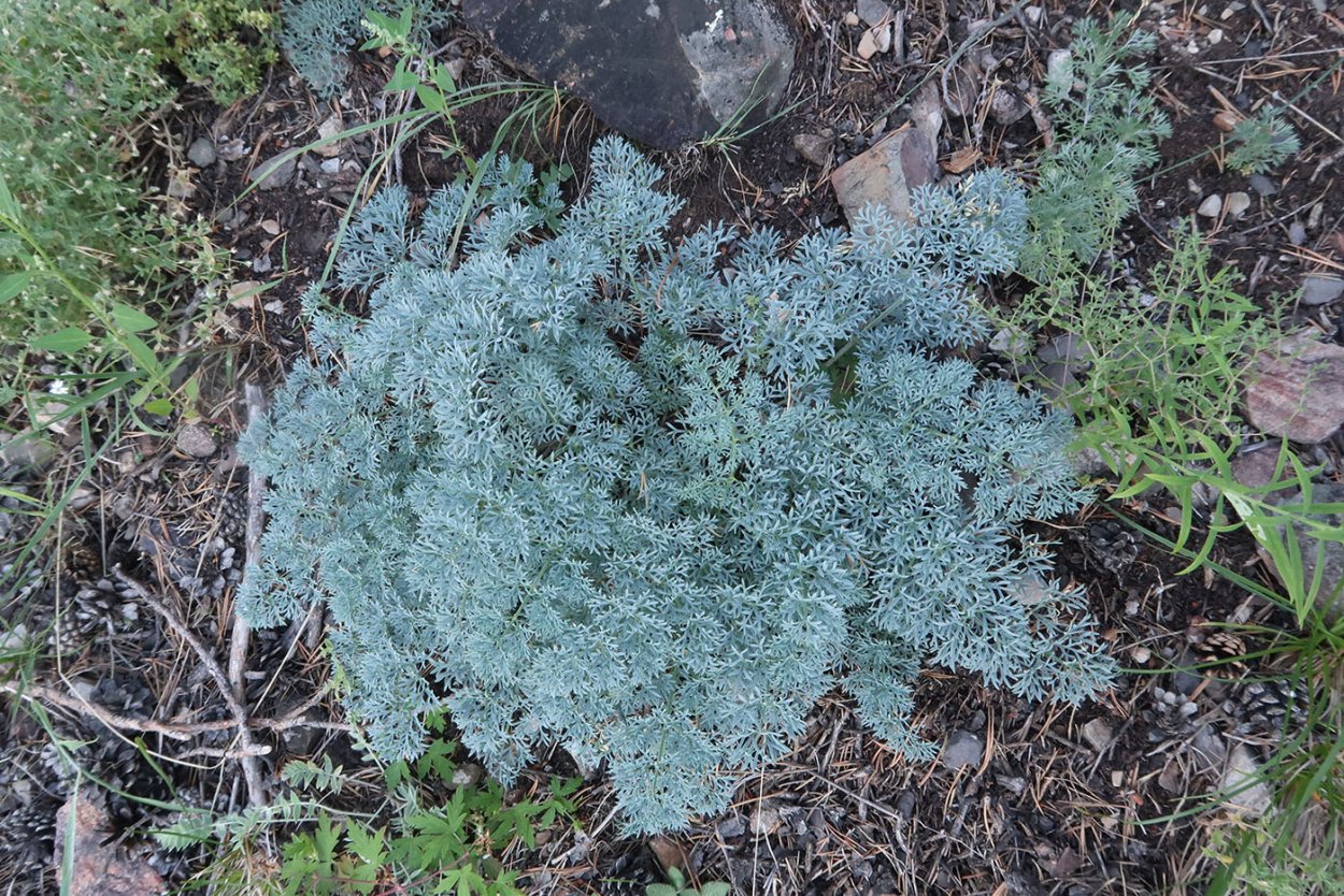 Вздутоплодник Сибирский Волчья трава