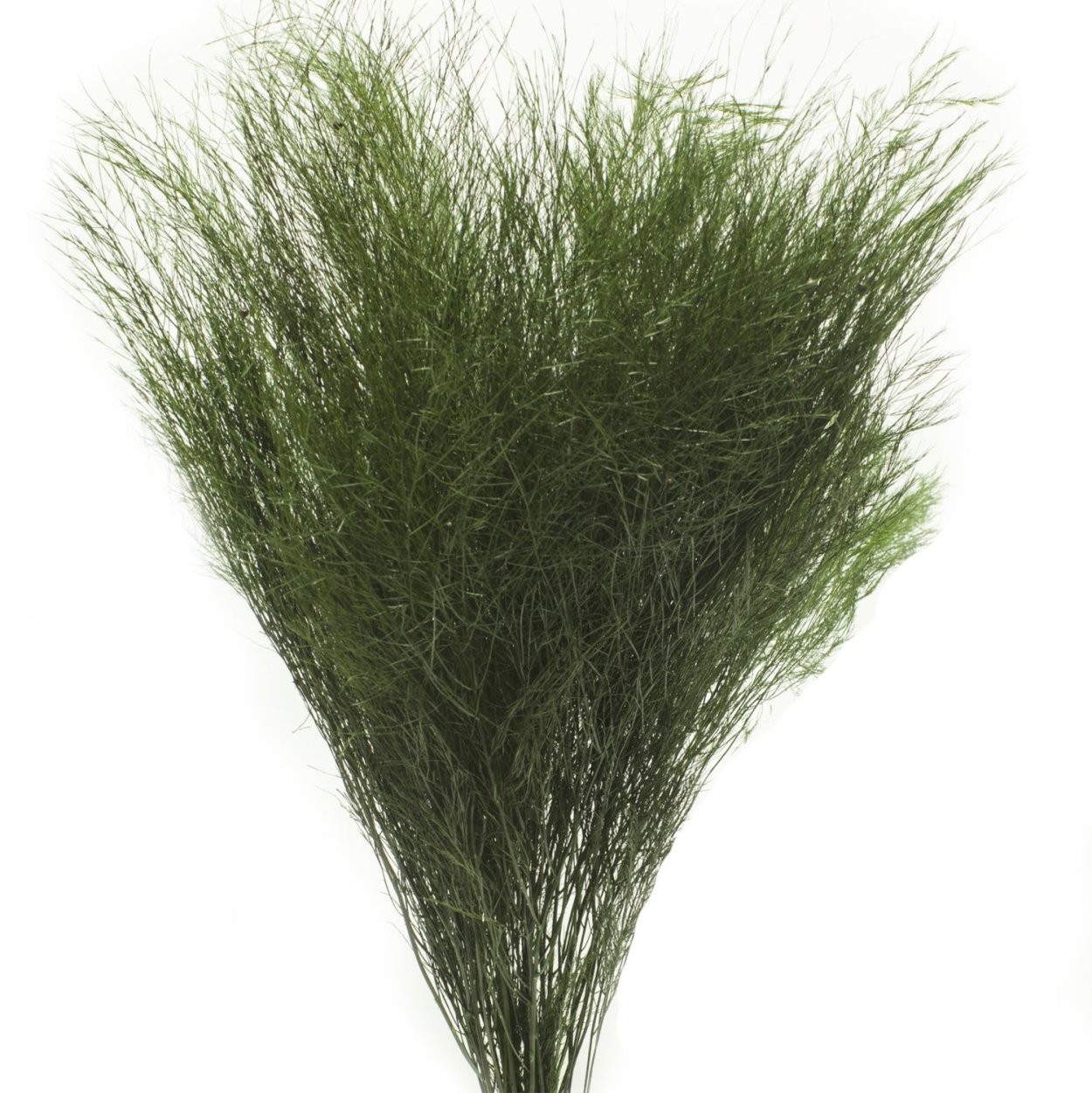 Зелень аспарагус триферн