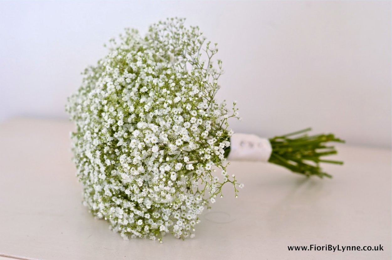 Гипсофила метельчатая Сноуфлейк