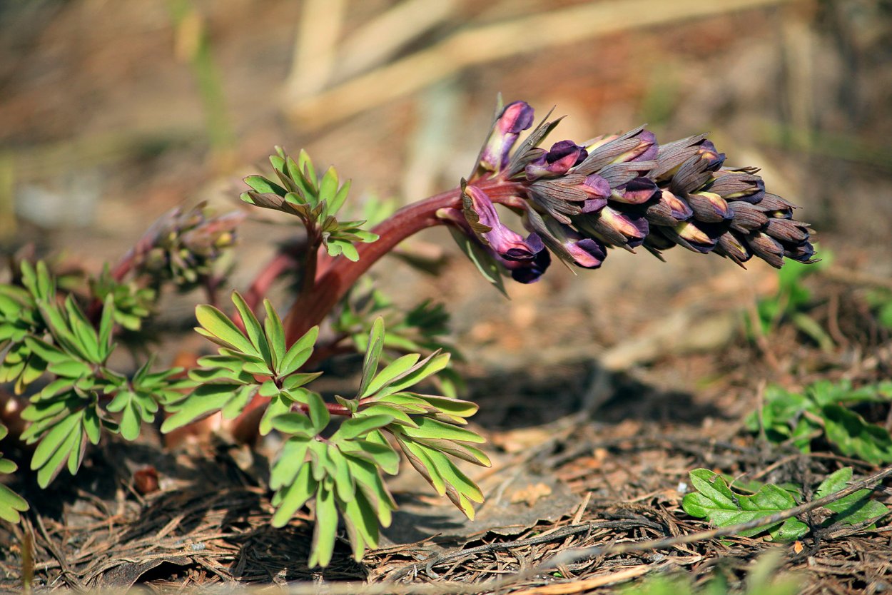 Альфа вожак стаи Волков