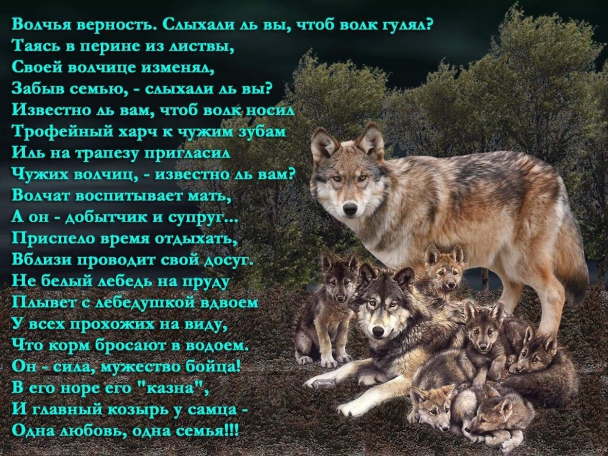 Серый волк цитаты. Серый волк цитаты