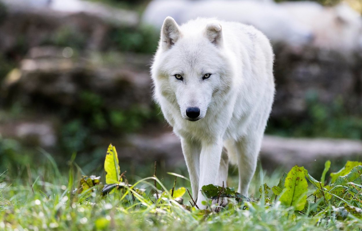Макензийский Тундровый волк