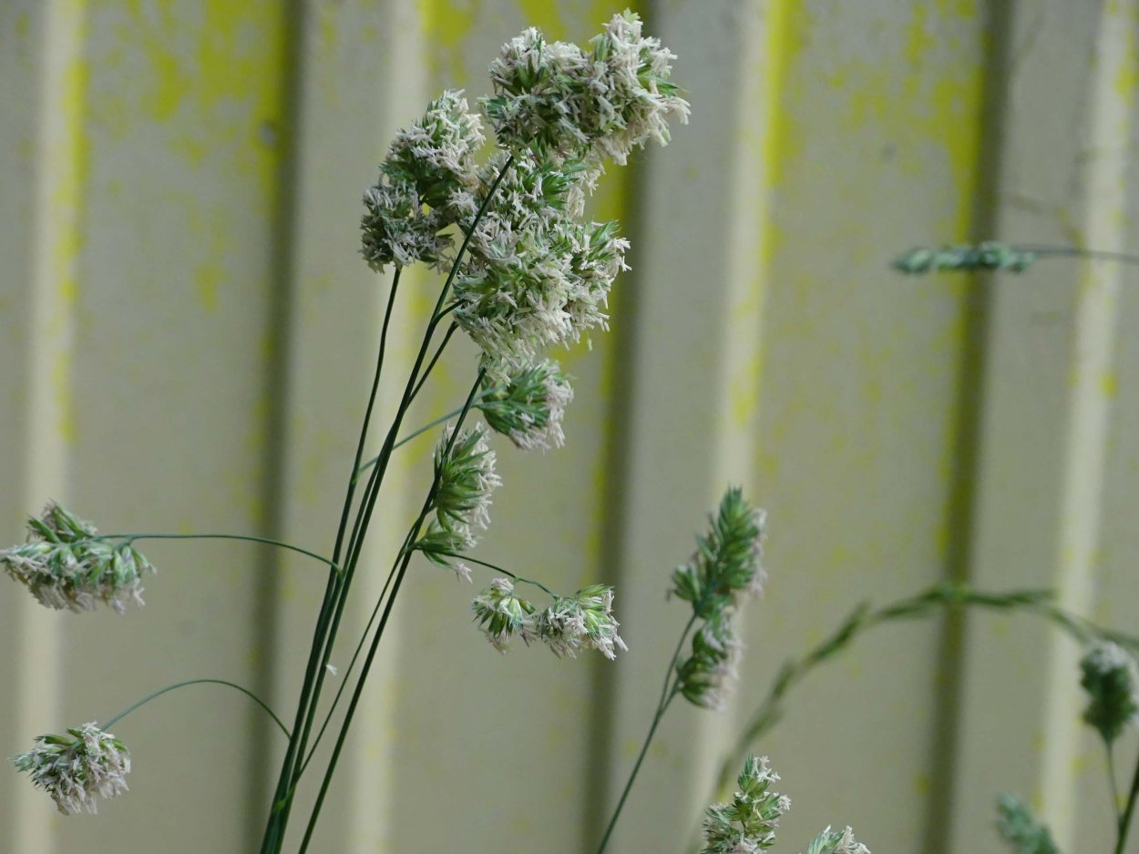 Пампасная трава в интерьере