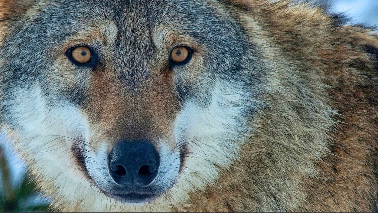 Чехословацкий влчак обои