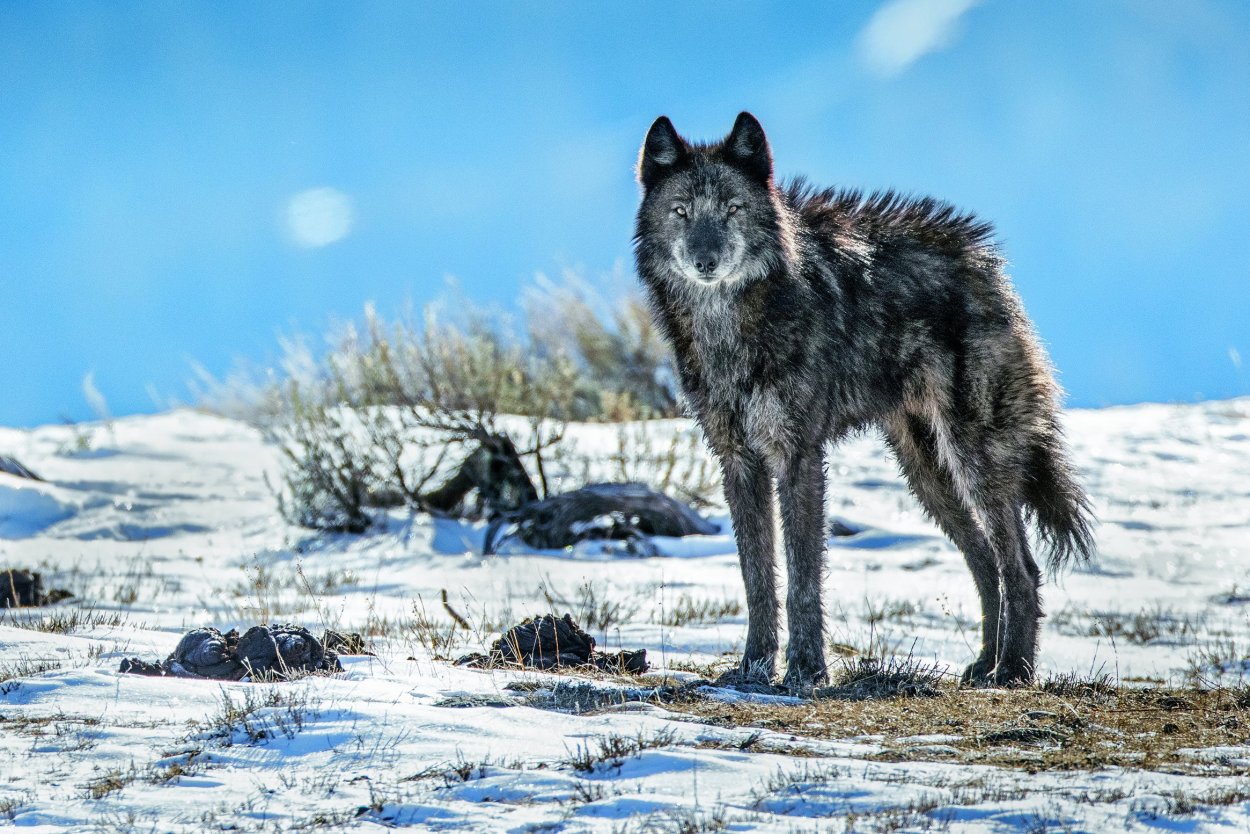 Парк Йеллоустоун волки