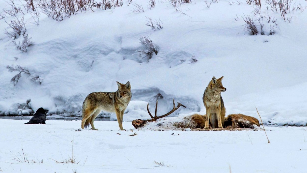 Лежачий волк черный
