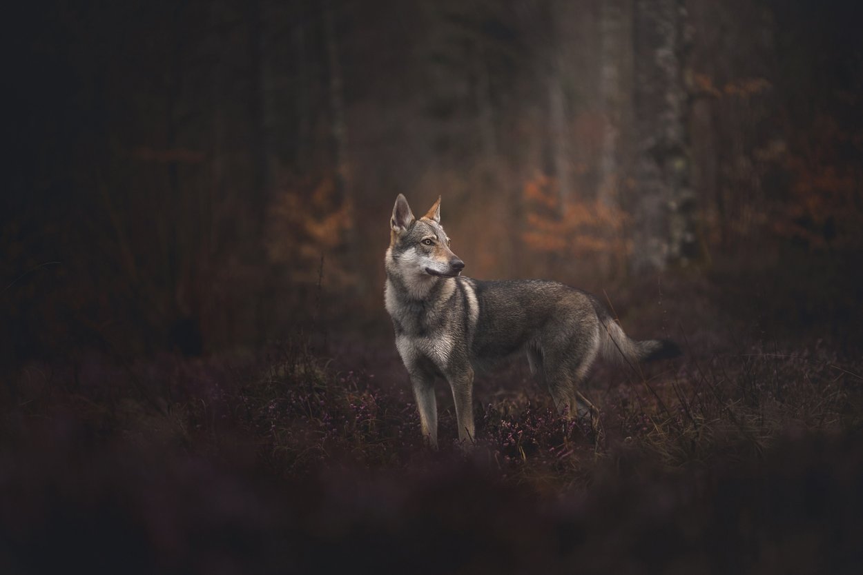 Чехословацкий влчак обои