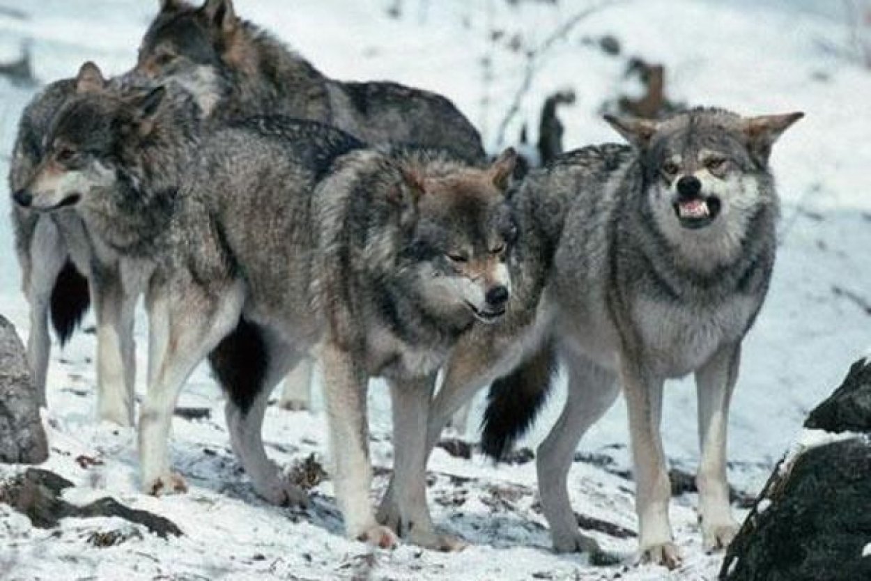 Волчья стая сериал 2022