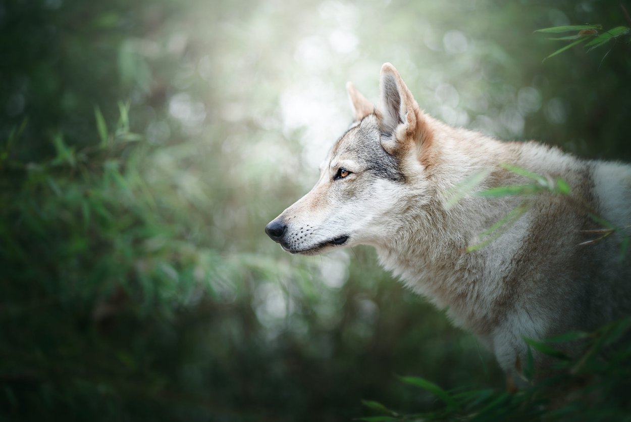 Зеленый волк