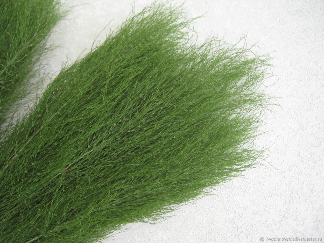 Зелень во флористике