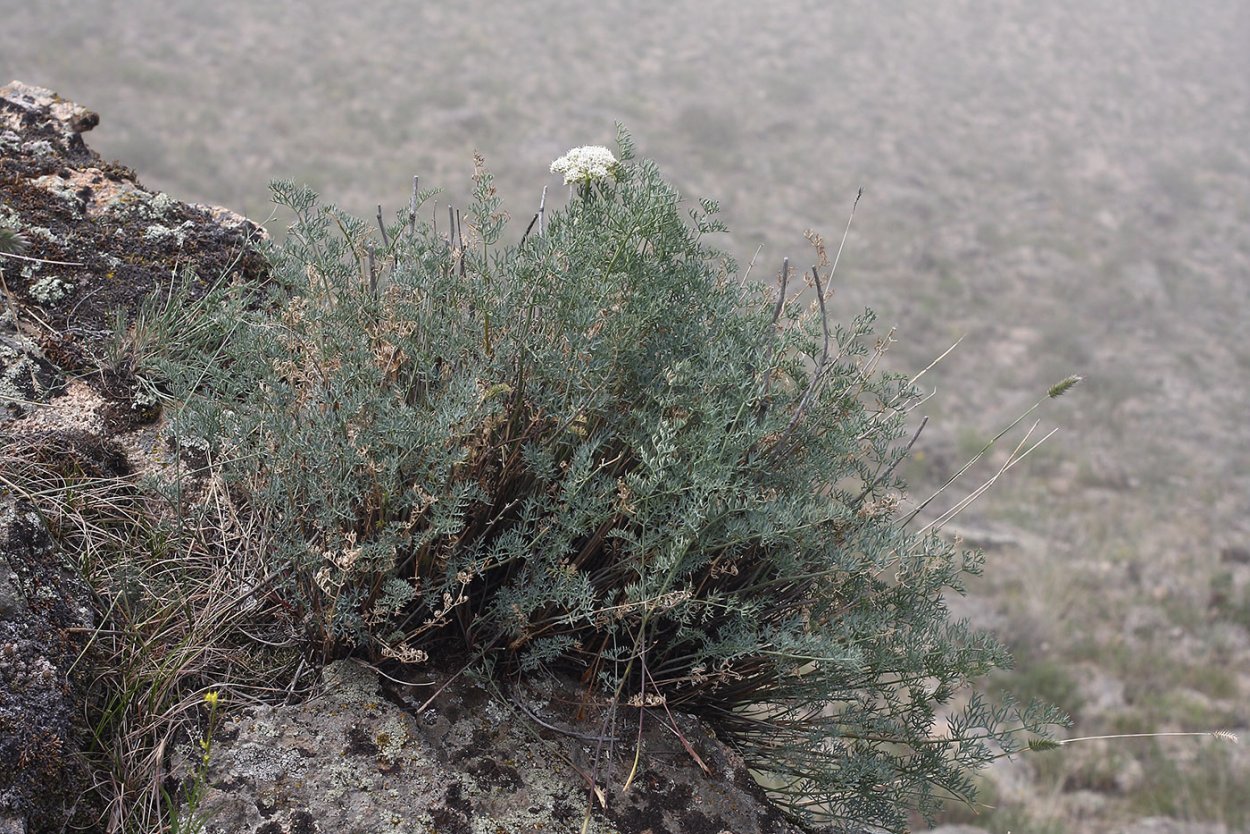 Вздутоплодник Сибирский Phlojodicárpus sibíricus