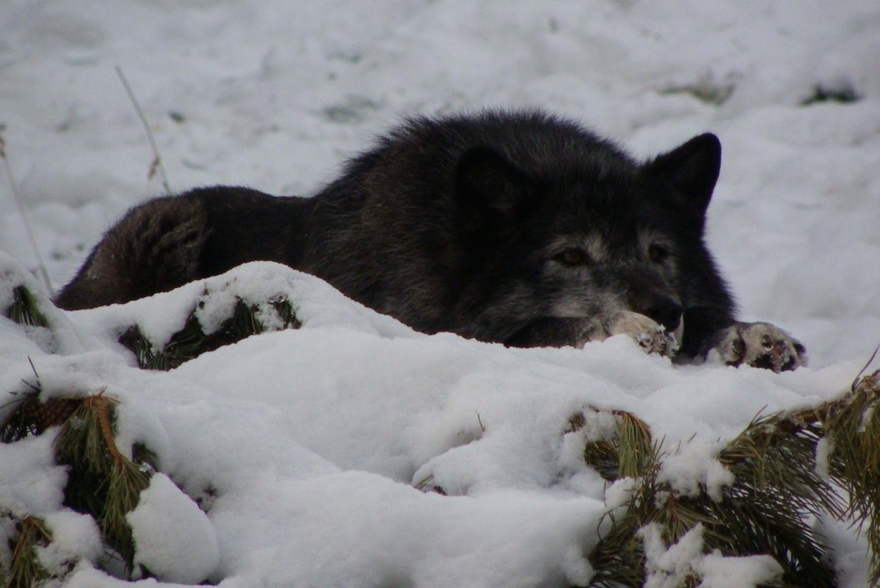 Парк Джаспер стая Волков