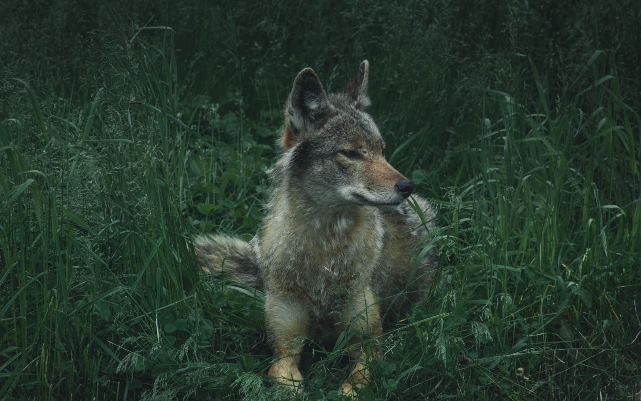 Волк живет в лесу