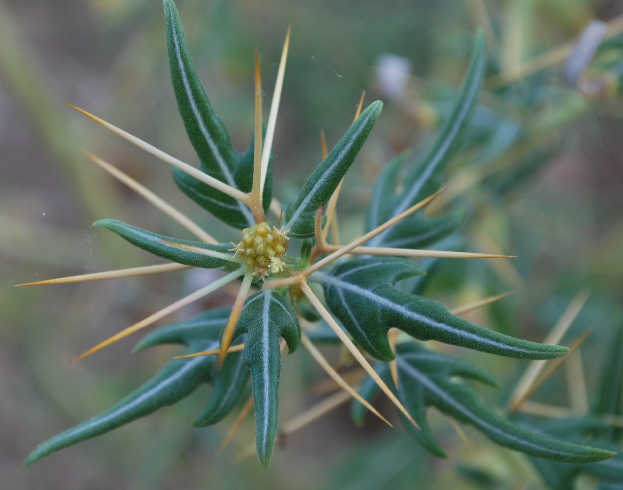 Золотая колючка дурнишник