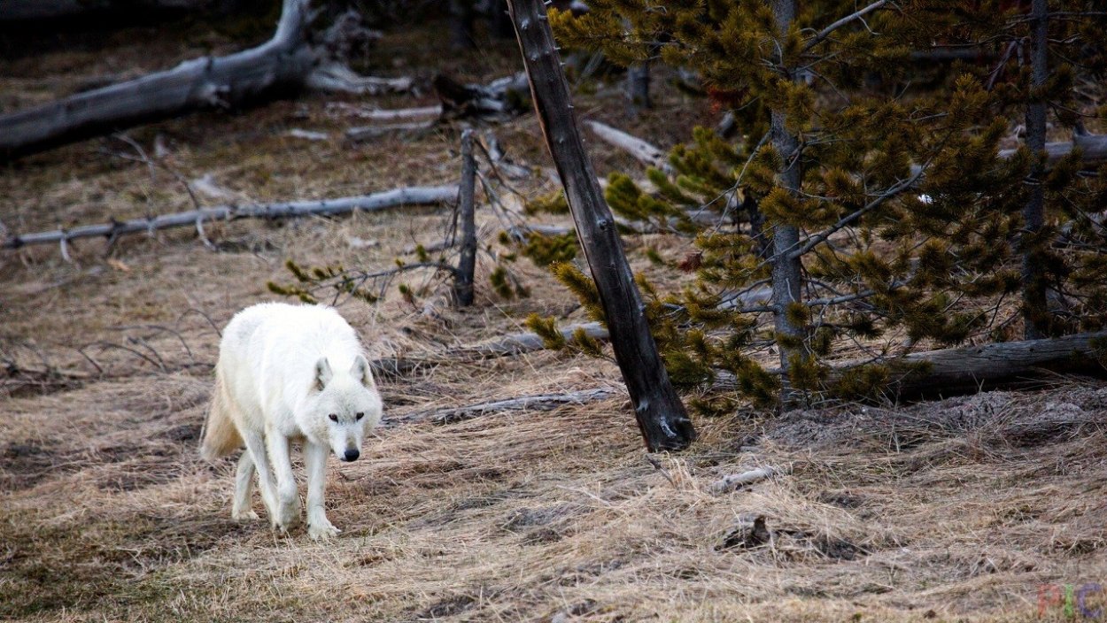 Лекарственные корневища
