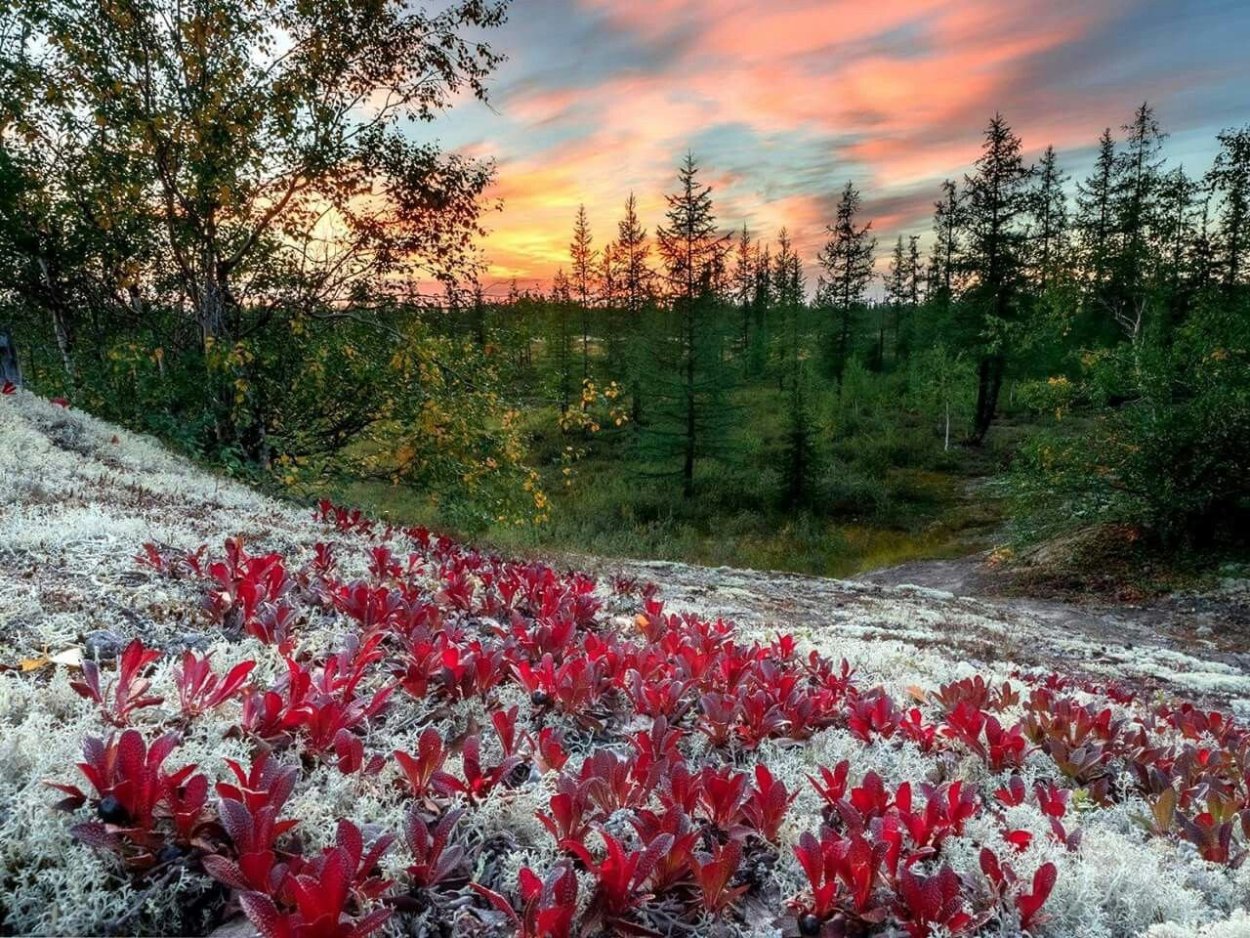 Цаатаны Монголии