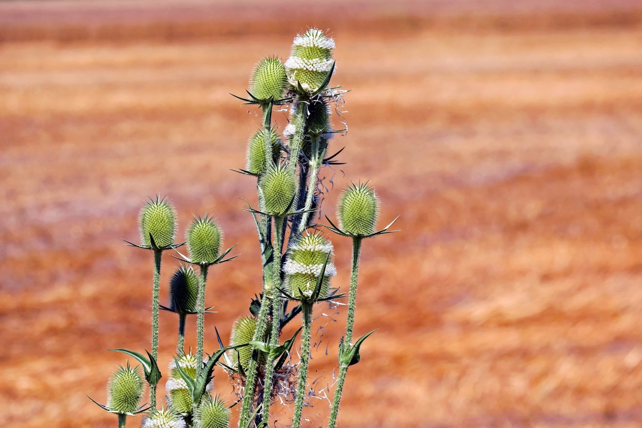 Татарник колючий сорняк
