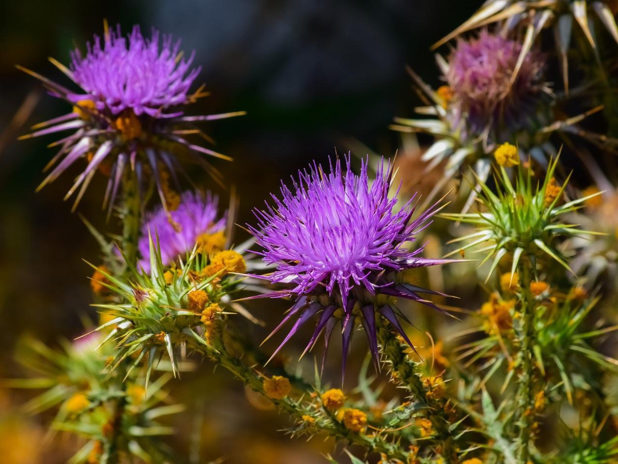 Липучка чертополох