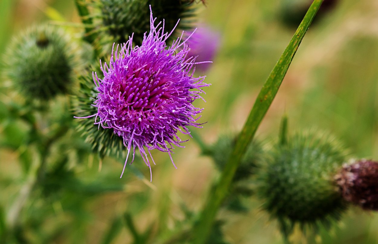 Растение с колючими шариками