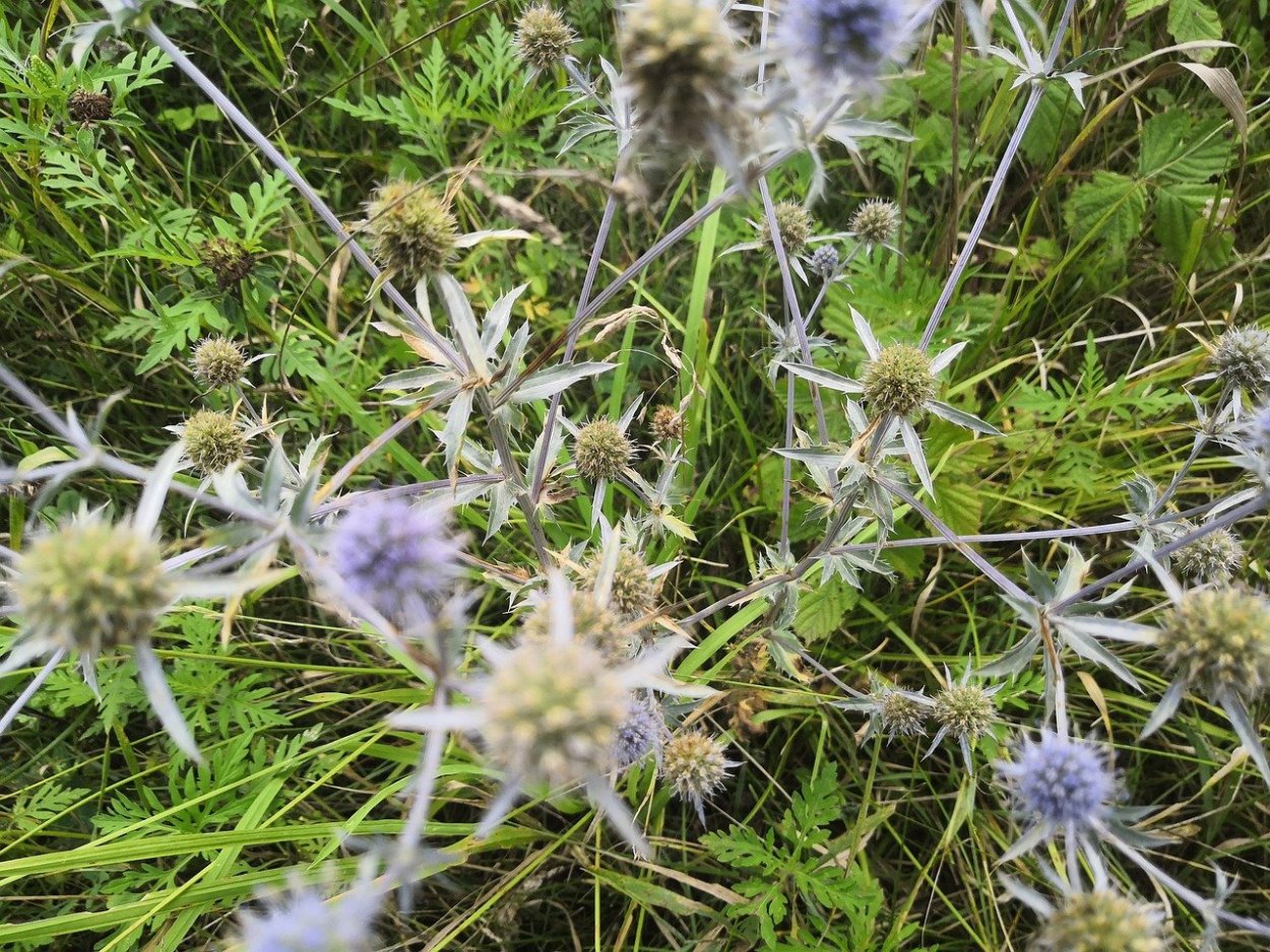 Верблюжья колючка. Чертополох