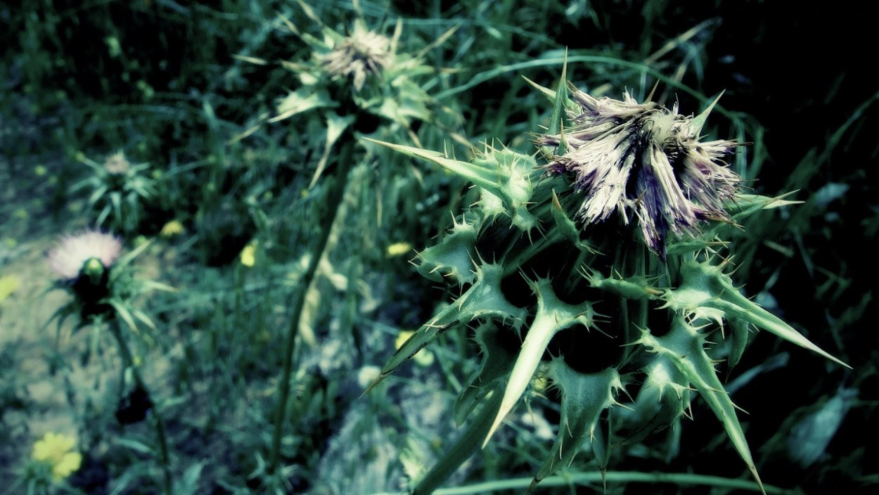 Верблюжья колючка. Чертополох