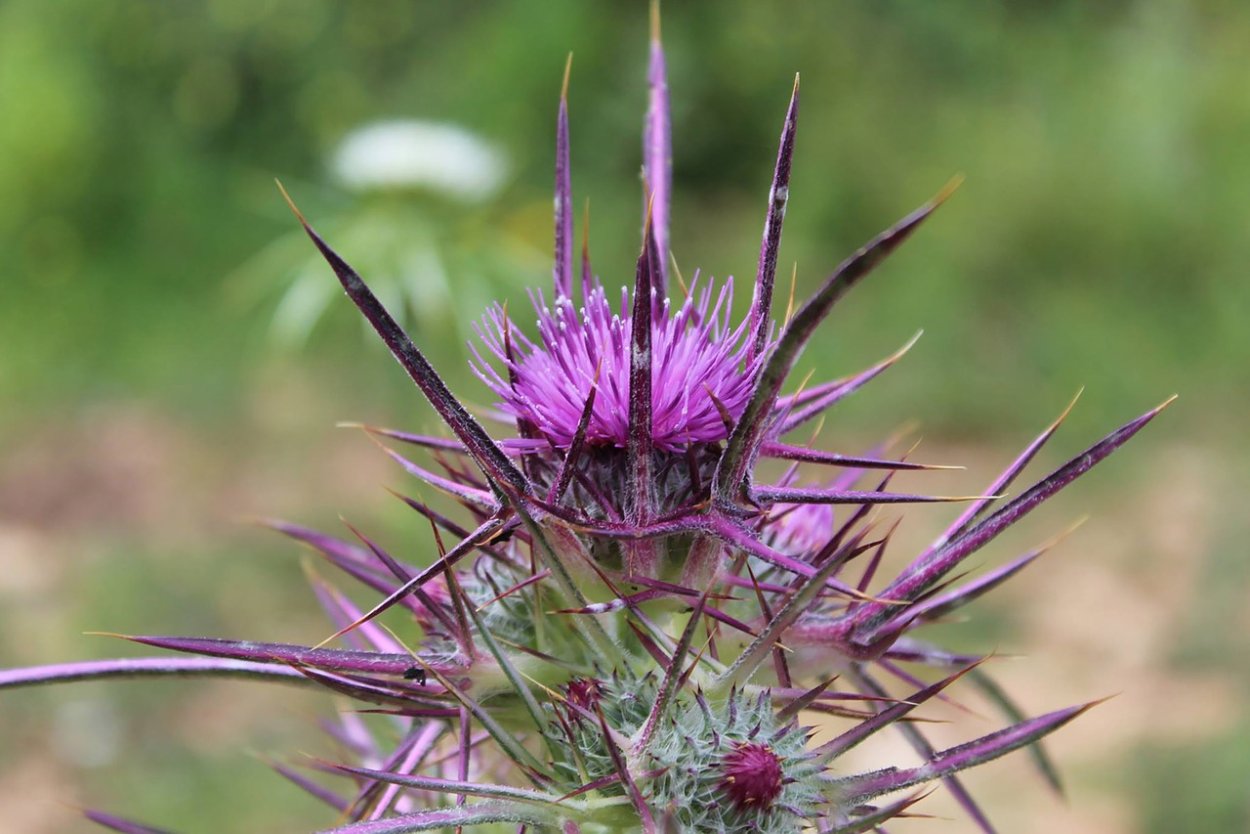 Чертополох бутон