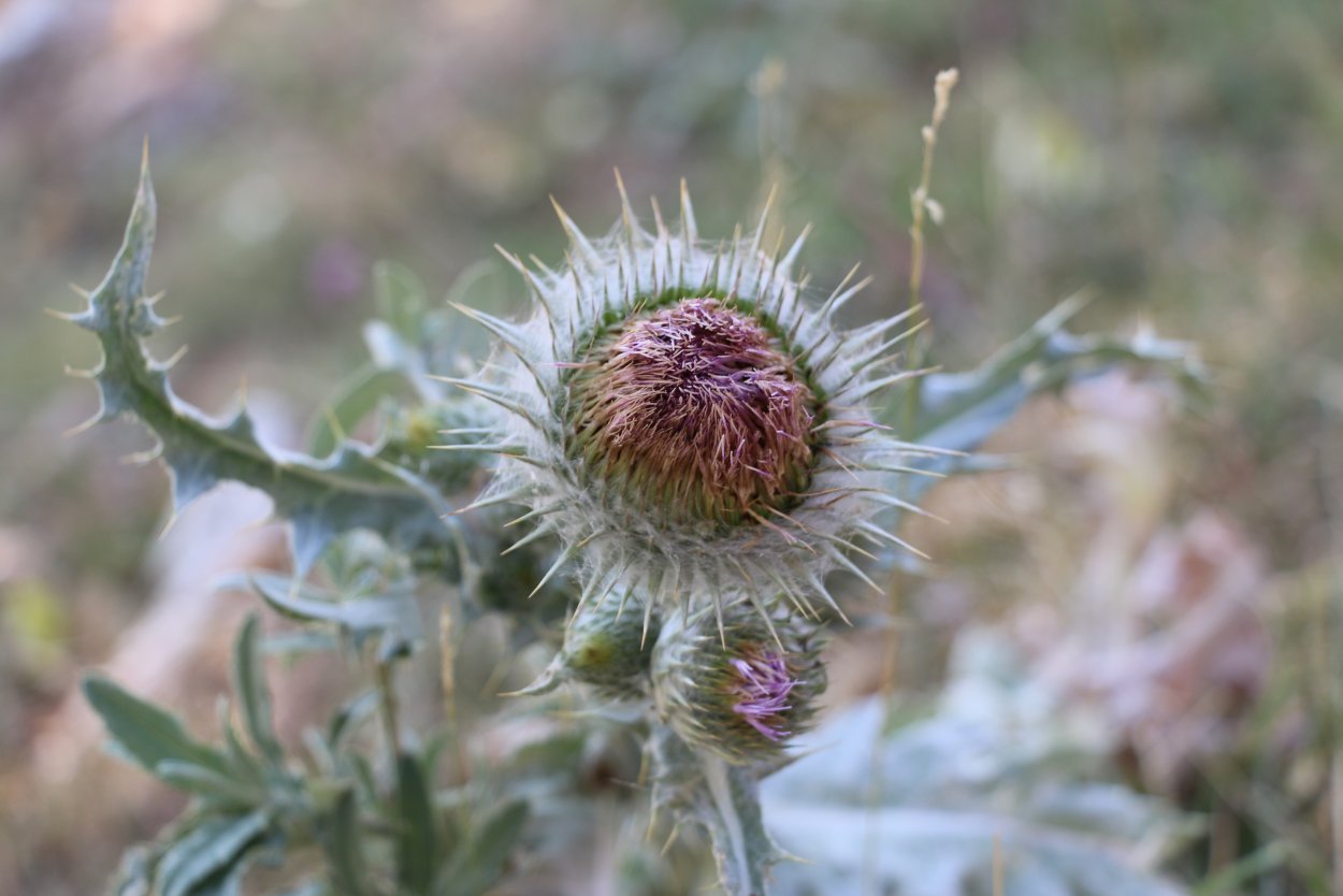 Колючка обыкновенная Гарри Поттер
