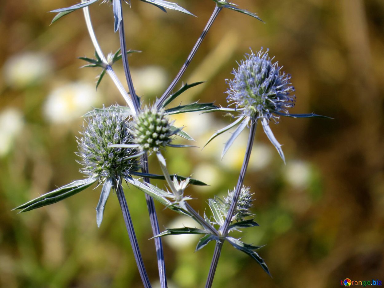 Дурнишник колючий